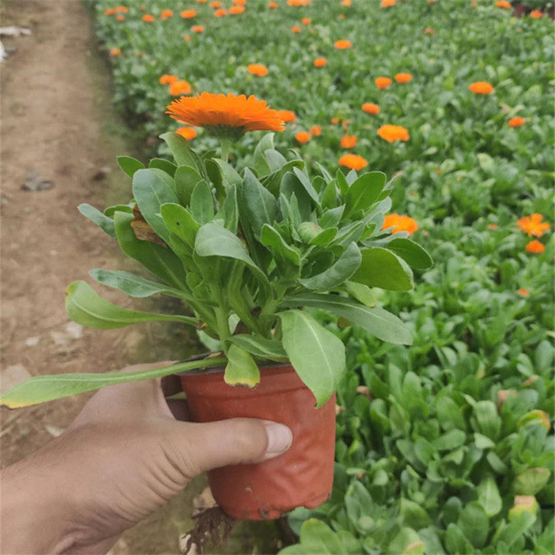 金盏菊花苗山东青州黄楼盆栽花卉庭院绿化五一组摆时令花草阳台美