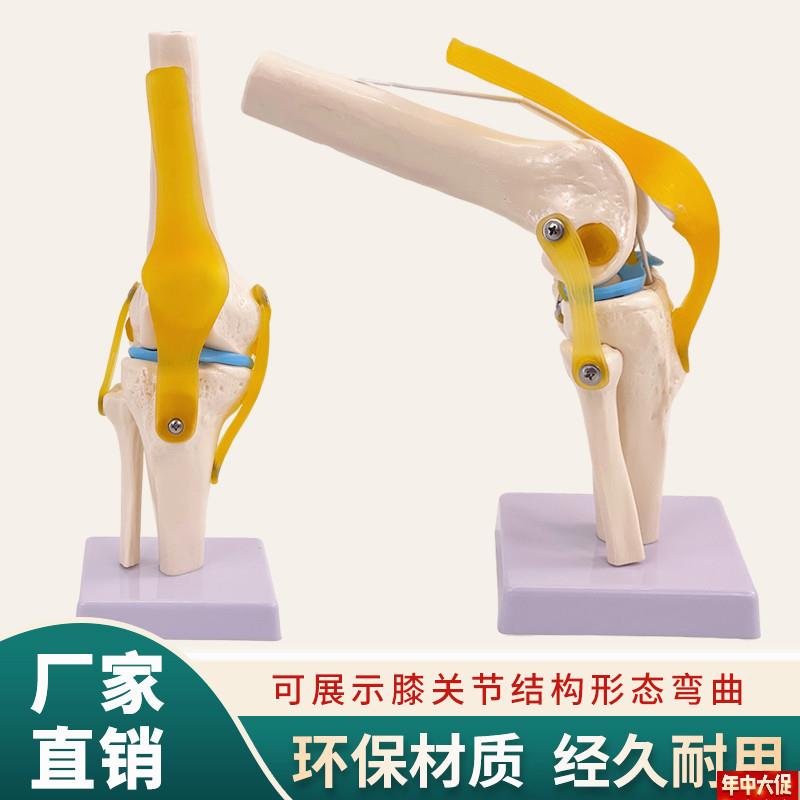 优质功能型膝关节模型膝关节附韧带模型骨骼R模型膝盖关节模型