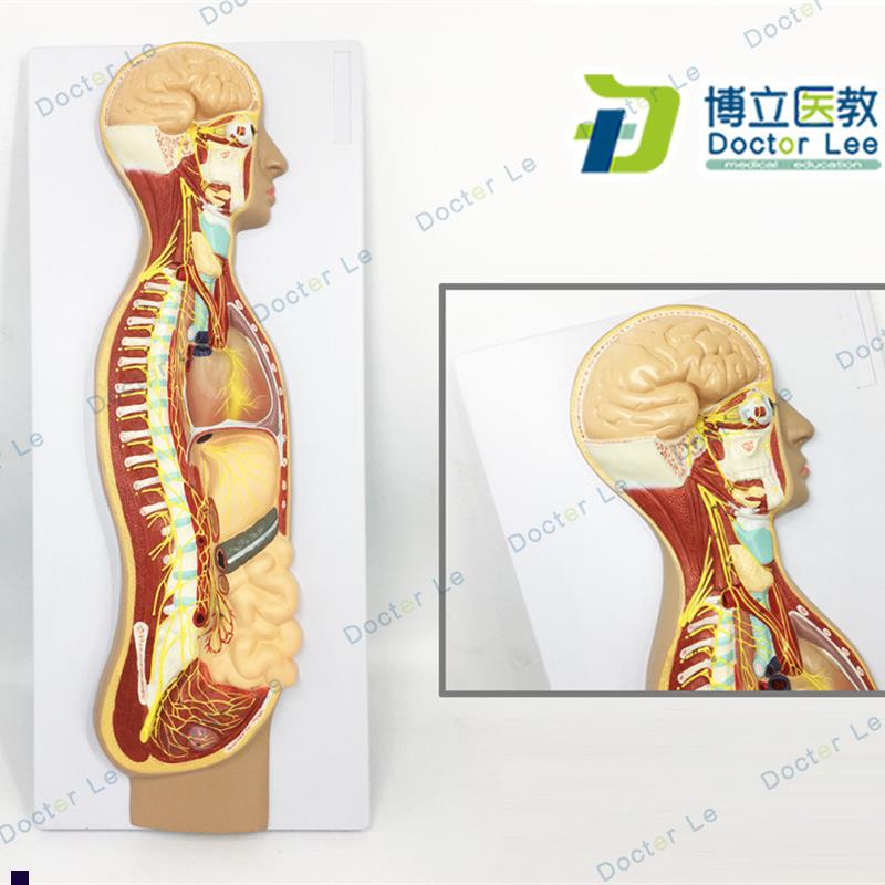 人体自主神经g系统浮雕模型人体医学交感神经系统模型神经解剖