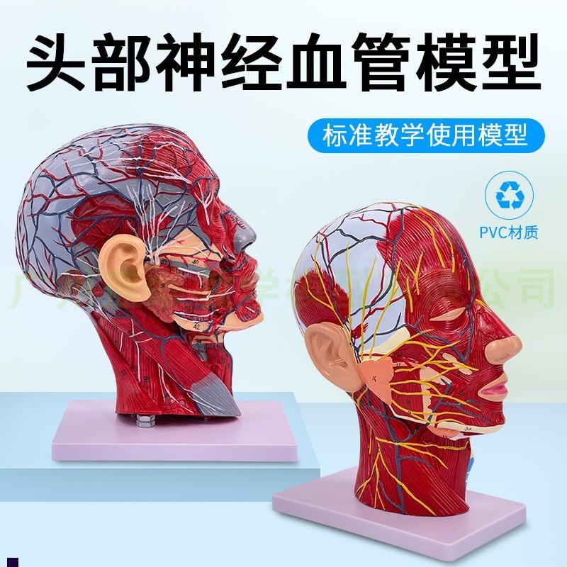 人体头骨带肌肉浅表神经血管模型美容面K部微整头部正中矢状切面