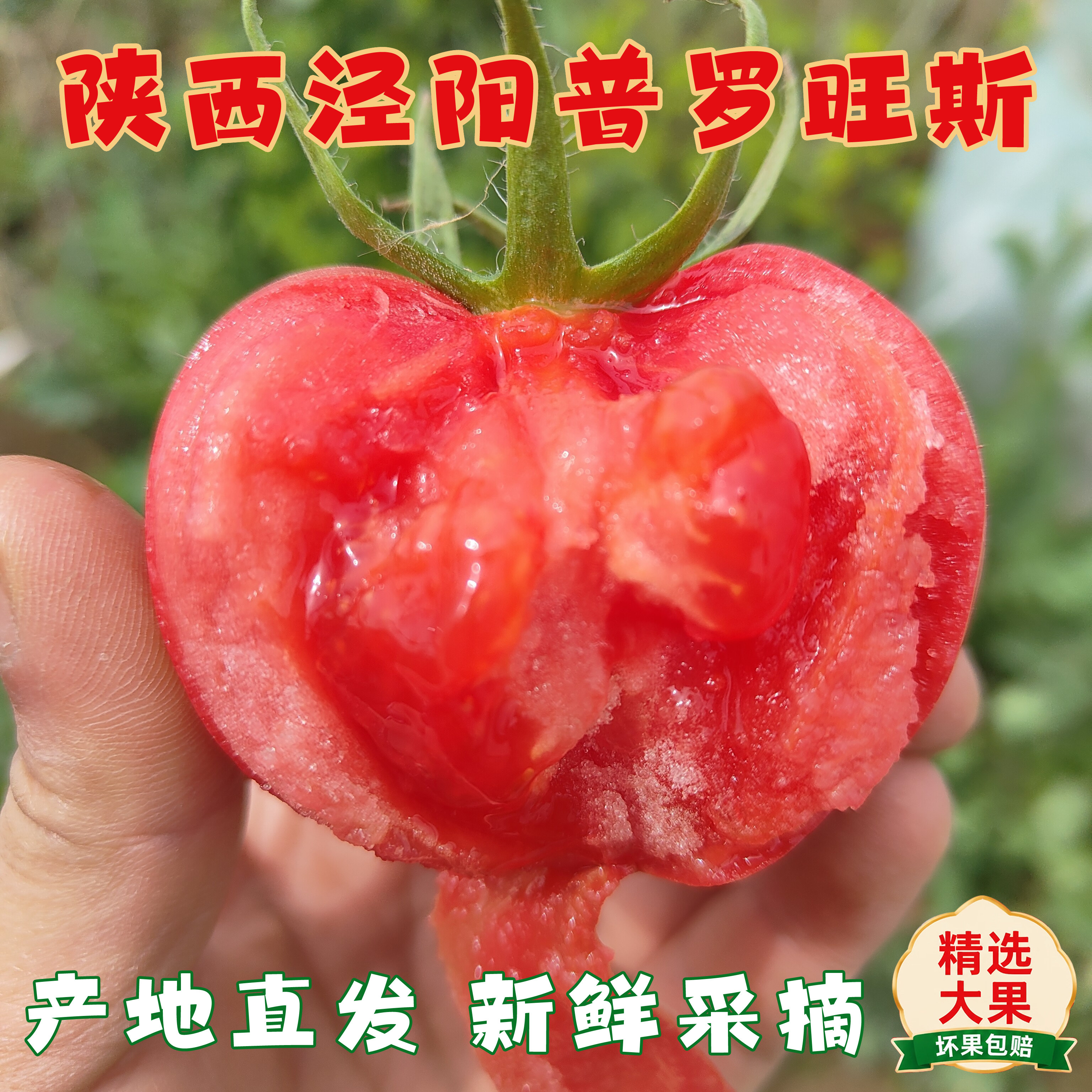 正宗陕西泾阳普罗旺斯水果番茄现摘新鲜番茄自然熟生吃沙瓤多汁