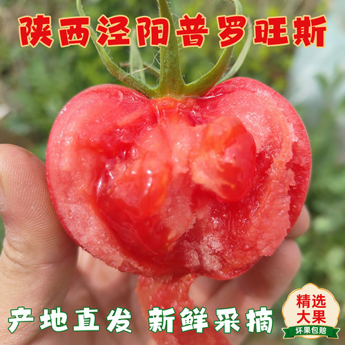 正宗陕西泾阳普罗旺斯水果番茄现摘新鲜番茄自然熟生吃沙瓤多汁