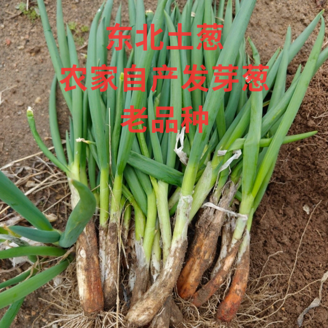 东北黑龙江黑土地农家陆地新鲜发芽葱二斤包邮