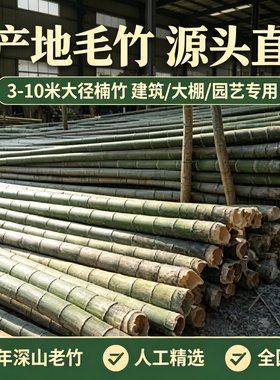 原产地毛竹粗竹竿园竹野生老竹加粗大竹竿子楠竹建筑大棚3-10米长