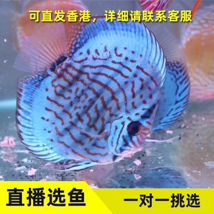 老虎狗七彩神仙鱼活体观赏鱼热带鱼