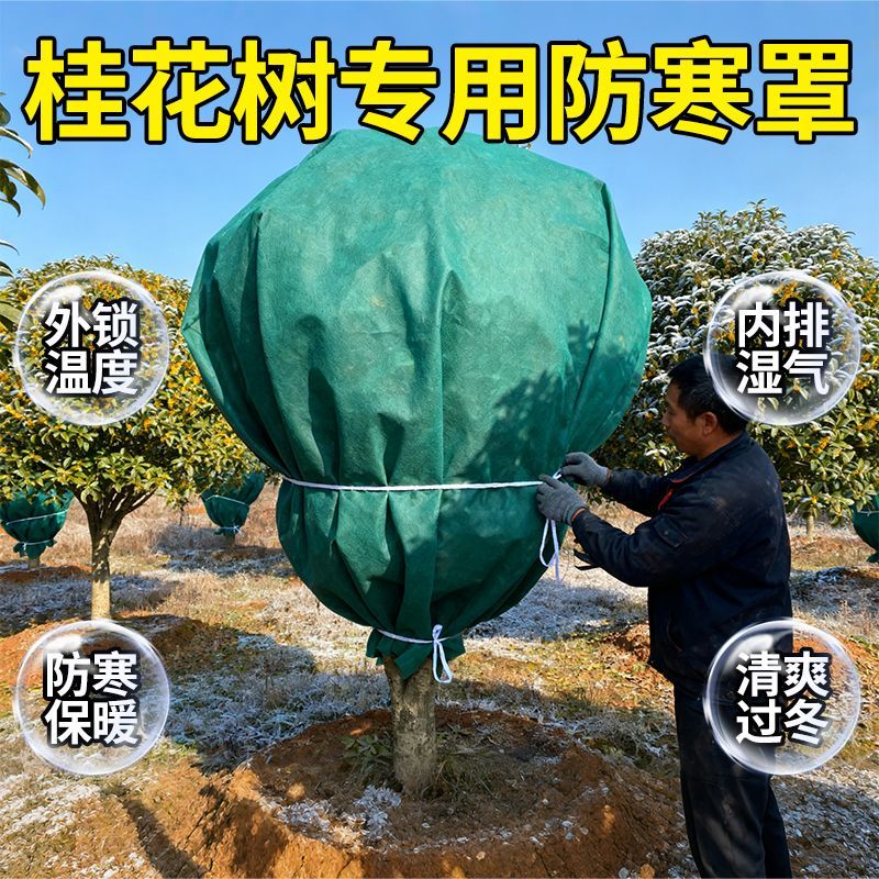 桂花树防寒罩越冬保护