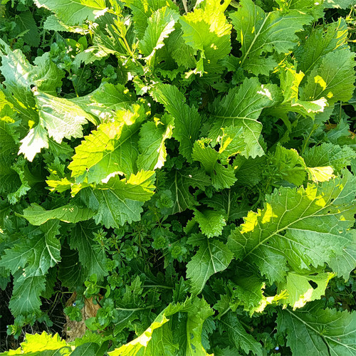 农村野菜野生腊菜腌制