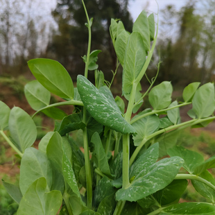 湖北农家嫩新鲜豌豆尖一叶一心当季 现掐蔬菜自种龙须菜豌豆苗500g