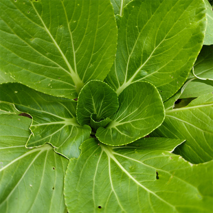 湖北农家霜冻上海青新鲜上海青小油菜黑大头小青菜现摘现发露天菜