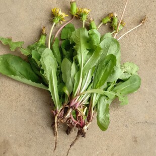 野生新鲜蒲公英婆婆丁蘸酱菜苦菜苦麻子现挖野菜现发黄花地丁250g