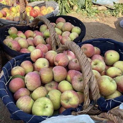 国光怀旧苹果苹果酸水果新鲜