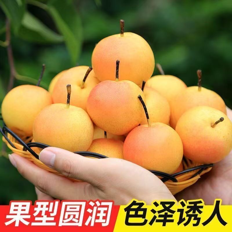 正宗正宗南果梨辽宁鞍山南果梨海城特产新鲜水果辽宁梨子5斤酸甜