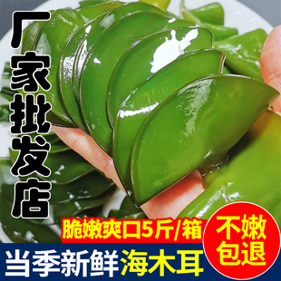 新鲜海木耳海白菜耳朵海灵芝海藻菜嫩芽5斤凉拌菜火锅食材半干货