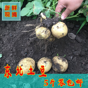 5斤装东北特产土豆马铃薯新鲜蔬菜黄瓢特价包邮