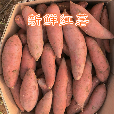 新鲜红薯沙地红蜜薯湛