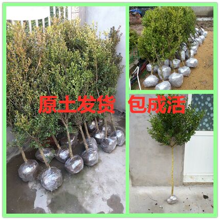 独杆黄杨苗 小叶黄杨树苗盆栽瓜子黄杨苗 高杆黄杨盆景树桩素材苗