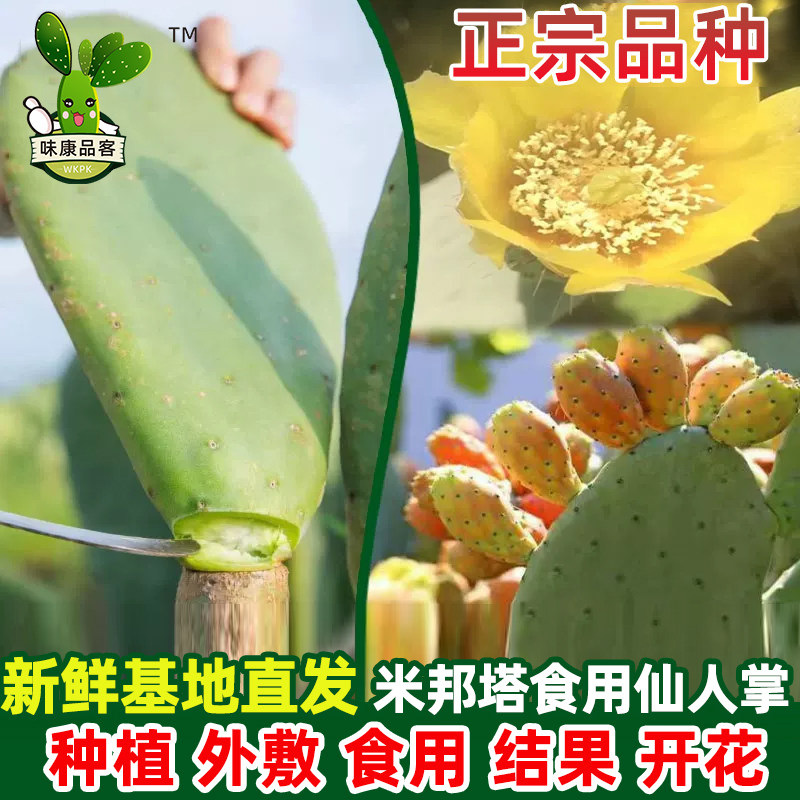新鲜墨西哥米邦塔可食用仙人掌药用外敷生吃多肉盆栽植物嫁接陆龟