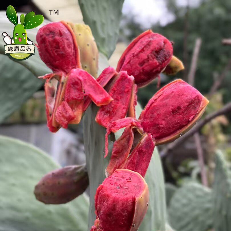 正宗云钻红果仙人掌种植片图片