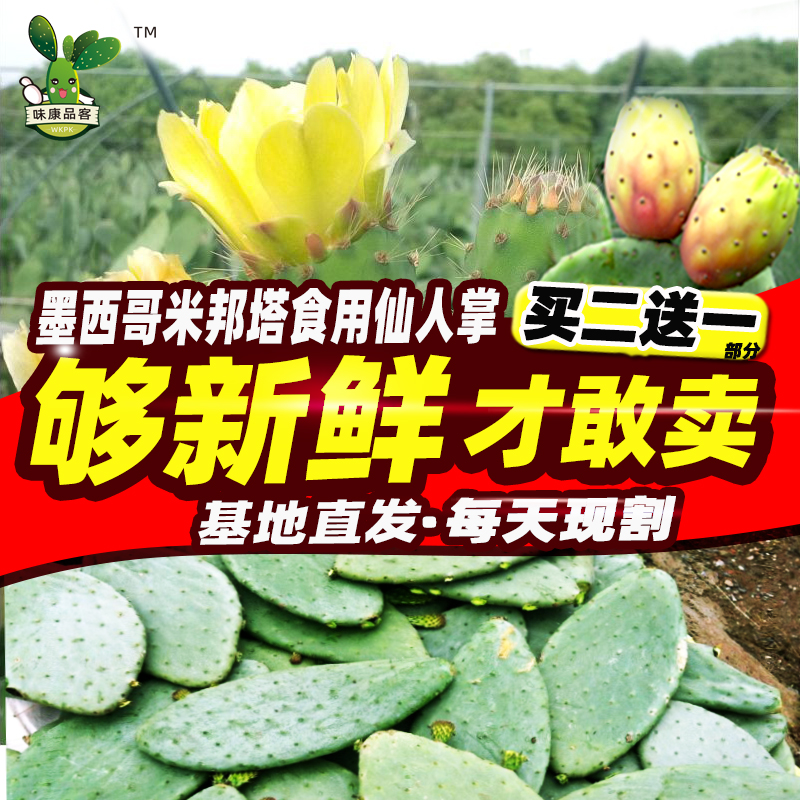 可食用仙人掌 盆栽 新鲜药用 外敷 内服美容正宗墨西哥米邦塔植物