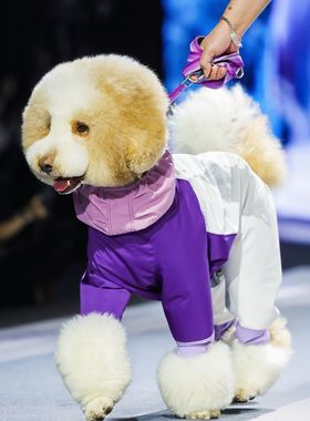 DGDG高能滑雪防寒服 极峰蓝雾焰紫款 狗狗冬季保暖衣