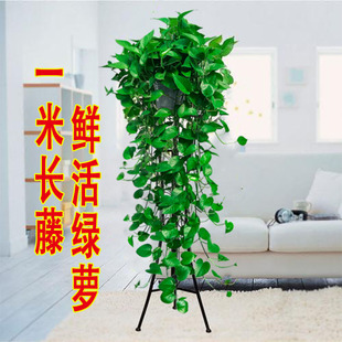 绿萝长藤款 悬挂爬藤大叶水培绿箩吊兰花架 室内盆栽客厅绿植四季
