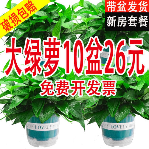 绿萝盆栽室内自吸水绿植好养活