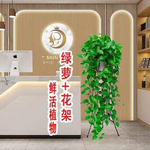 绿萝长藤款 悬挂爬藤大叶水培绿箩吊兰花架 室内盆栽客厅绿植四季