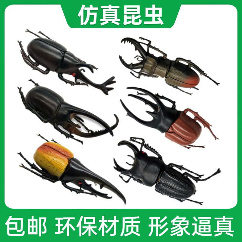 仿真昆虫模型大号甲虫标本玩具独角仙长乾大兜虫早教益智教具套装
