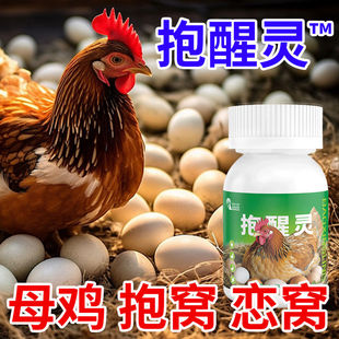 醒抱灵母鸡抱窝醒速效醒抱灵不让母鸡孵化扒窝抱窝鸭醒饲料添加剂