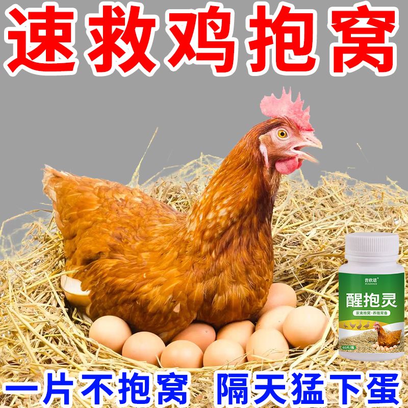 母鸡抱窝醒速效灵不让孵