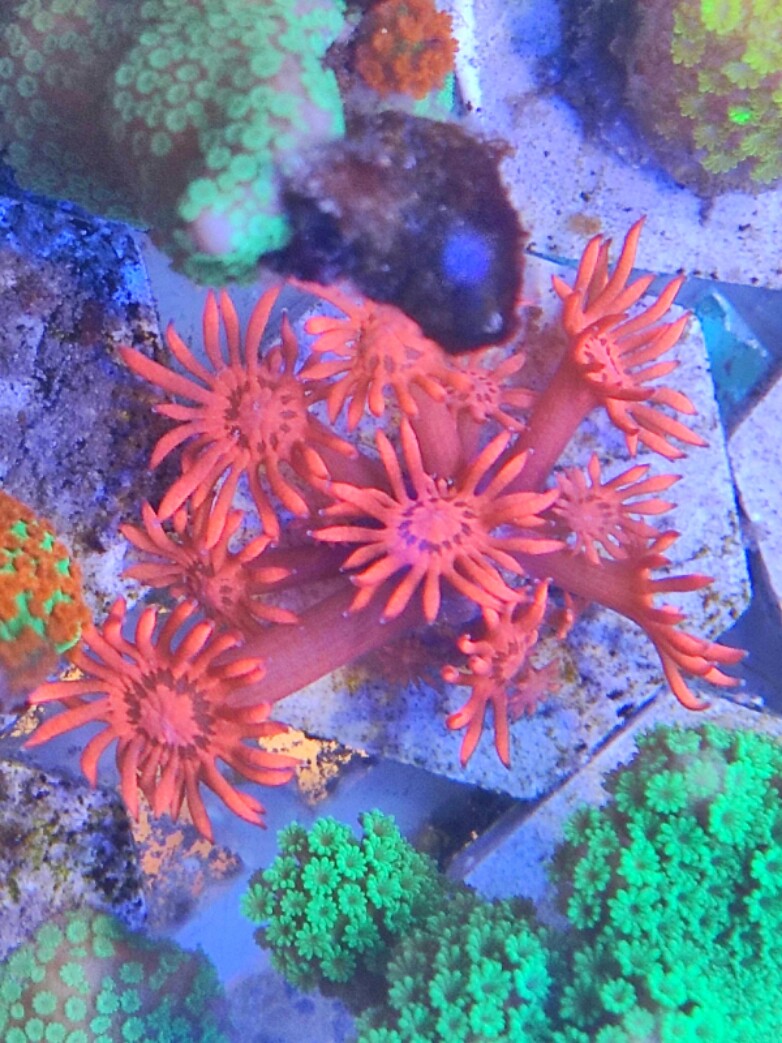 海水鱼缸海水生物活体LPS红单包人工繁殖
