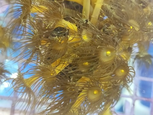 黄水螅