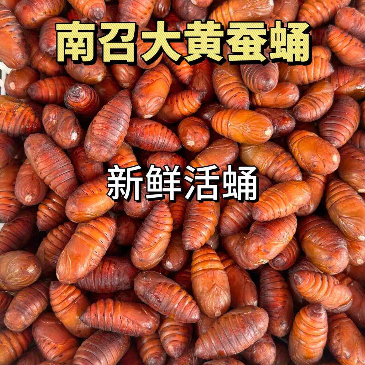 500g大黄野生活蚕蛹南召特产