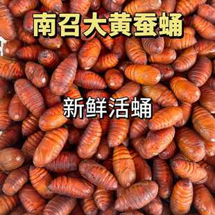 南召特产大黄活蚕蛹500g本地优质个头大鲜货黄蛹大蚕蛹黄色活包邮