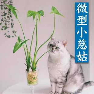 迷你慈姑苗种苗茨菇球水生植物水草沼泽过滤净化水质鱼缸造景绿植
