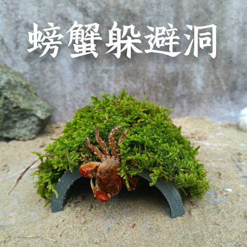 苔藓瓦片螃蟹躲避洞晒台洞穴
