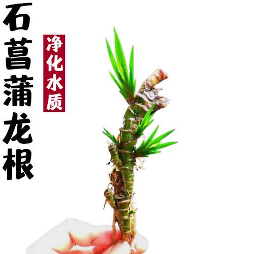石菖蒲水培龙根盆栽植物净化水质