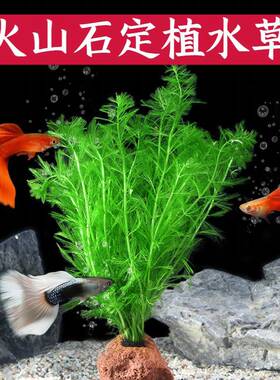 火山石水草蜈蚣草青竹懒人水草植物鱼缸水草造景底砂套餐阴性真草