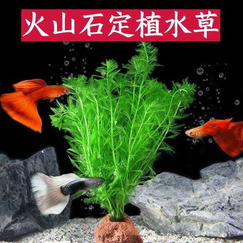 懒人水草火山石水草无底砂阴性草
