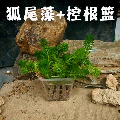 狐尾藻水培植物造景水草沼泽过滤