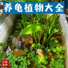 水菖蒲苗水竹庭院净化鱼缸水质古法鱼池造景养鱼装饰沼泽过滤植物