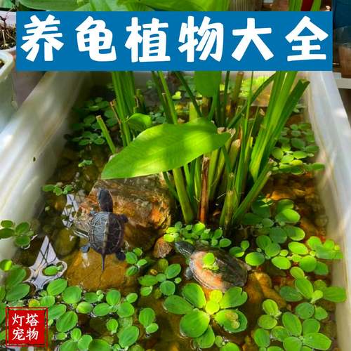 水菖蒲挺水植物鱼池造景沼泽过滤