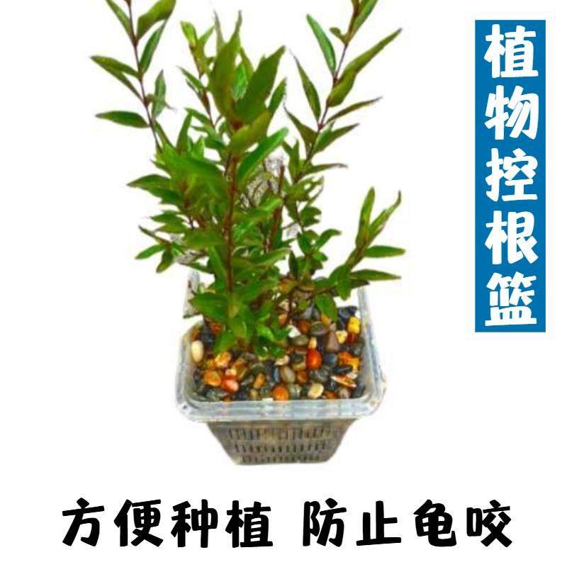 水菖蒲沼泽过滤植物防龟咬方盆加厚透气塑料花盆控根定植篮水培篮,宠物/宠物食品及用品,造景/装饰,淘宝优惠券,粉丝福利购,淘宝优惠卷