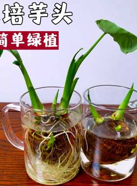 水培芋头懒人盆栽美观净水