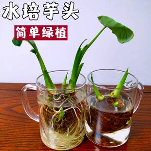 水培芋头懒人盆栽户外绿植鱼池水净化四季常青植物沼泽养龟青芋苗