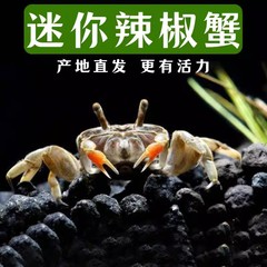 迷你辣椒蟹活体深水观赏蟹吃虫除藻淡水蟹鱼缸爬宠豆豆蟹宠物螃蟹