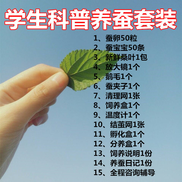 学生科普养蚕套装新鲜桑叶彩色