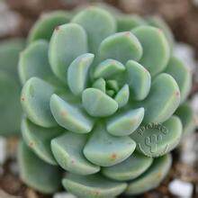 多肉植物 阿兰塔 又名群月冠 盆栽绿植花卉盆花组合多肉