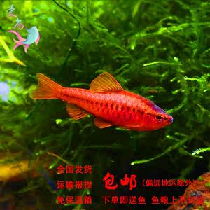 【红玫瑰观赏鱼图片】近期76组红玫瑰观赏鱼