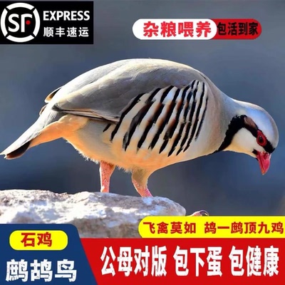 美国鹧鸪活鸟一对成年石鸡呱呱鸡